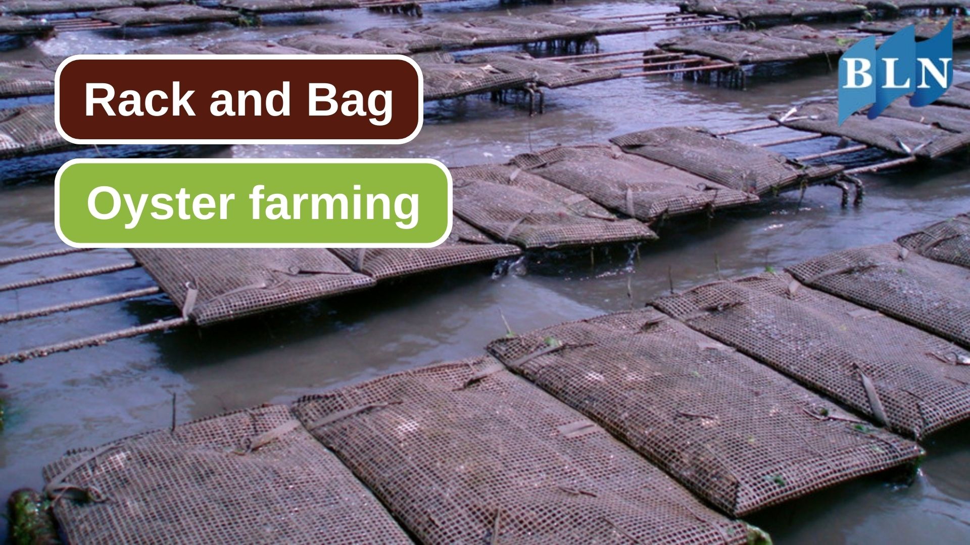 Rack and Bag Culture System in Oyster Farming